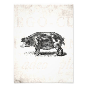 Vintage Schwein-Illustration auf altem Papier1800s Fotodruck