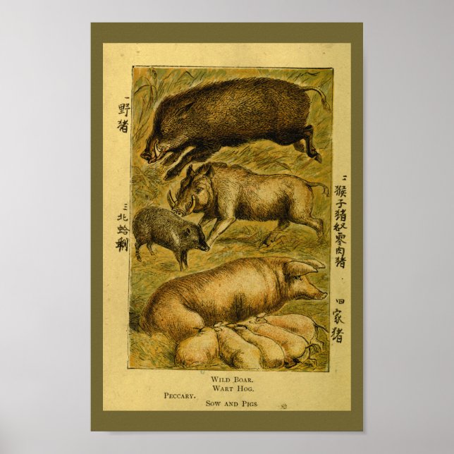 Vintage Schweine Hog Boar Naturgeschichte Print Poster (Vorne)
