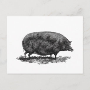 Vintage Schweineätzkarte Postkarte