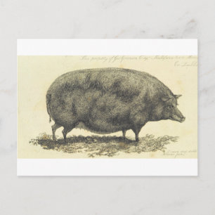 Vintage Schweineätzung mit Textkarte Postkarte