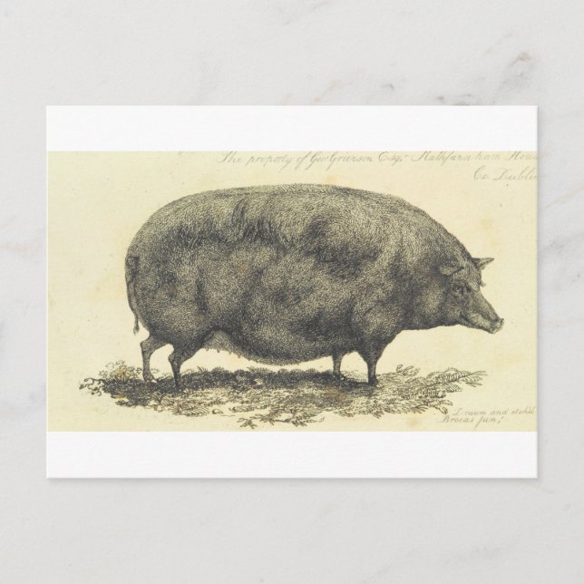 Vintage Schweineätzung mit Textkarte Postkarte (Vorderseite)