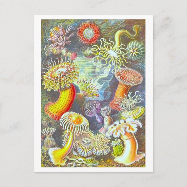Vintage Sea Anemone Illustration Postcard Postkarte (Vorderseite)
