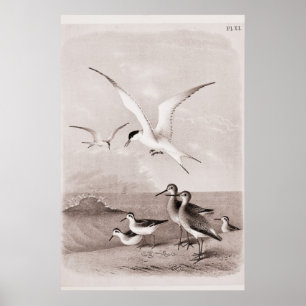 Vintage Seagulls, kundenspezifische Retro-Seagull- Poster