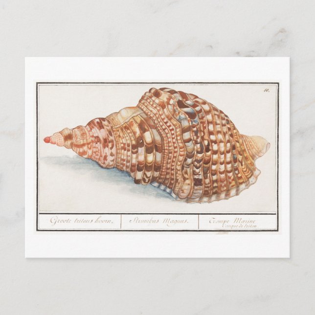 Vintage Seashell-Illustration Postkarte (Vorderseite)
