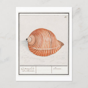 Vintage Seashell-Illustration Postkarte