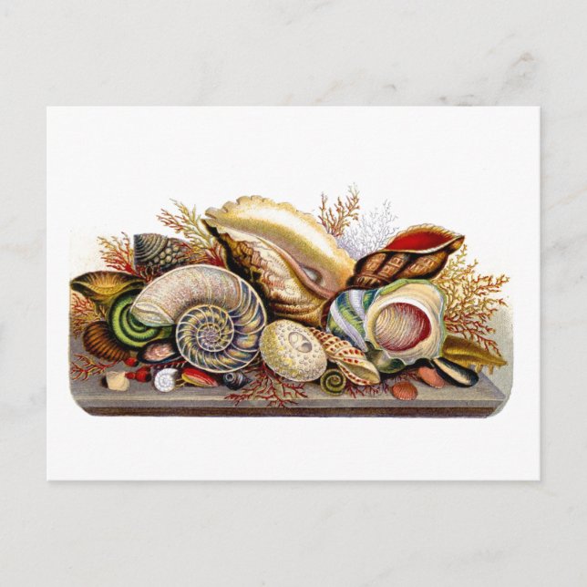 Vintage Seashell Print Postcard Postkarte (Vorderseite)