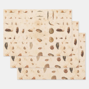 Vintage Seashell und Schnecke Geschenkpapier Set