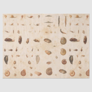 Vintage Seashell- und Snail-Dekoupage Seidenpapier