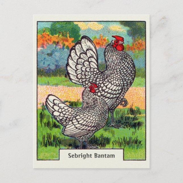 Vintage Sebright Zwerghuhn Postkarte (Vorderseite)