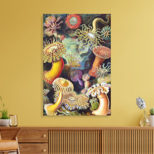 Vintage Seeanemonen von Ernst Haeckel Leinwanddruck
