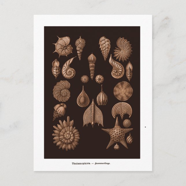 Vintage Seeballeustration Postkarte (Vorderseite)