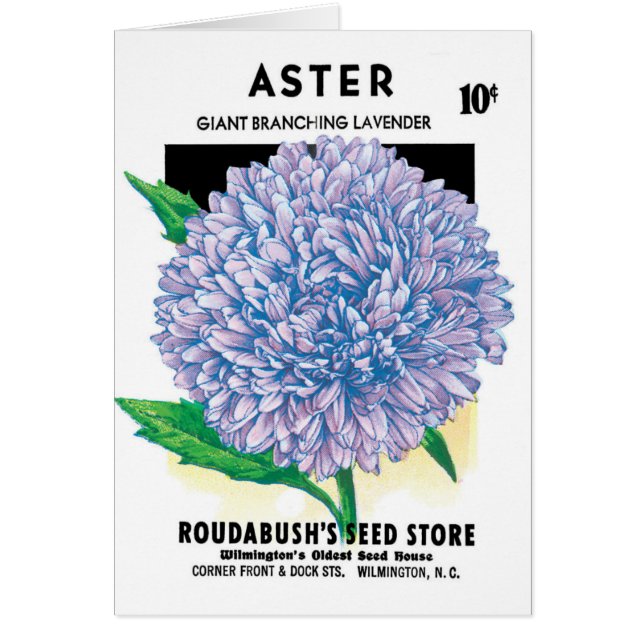Vintage Seed Packet Art, Lila Aster-Blume (Vorne)