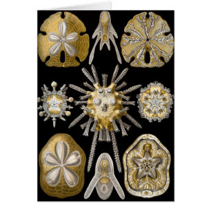 Vintage Seeigel Sanddollars von Ernst Haeckel