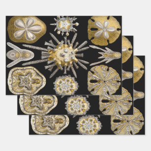 Vintage Seeigel Sanddollars von Ernst Haeckel Geschenkpapier Set