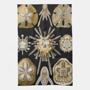 Vintage Seeigel Sanddollars von Ernst Haeckel Geschirrtuch