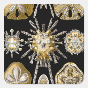 Vintage Seeigel Sanddollars von Ernst Haeckel Quadratischer Aufkleber
