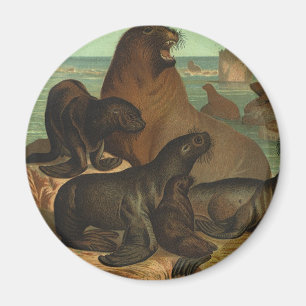 Vintage Seelöwen am Strand, Meerestiere Magnet