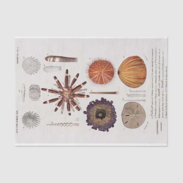 Vintage Seesterne Seidenpapier (Vorderseite)