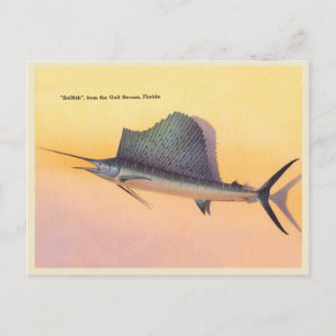 Vintage Segelfisch Bild, Golfstrom Florida Postkarte