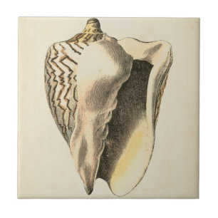 Vintage Sepia Conch-Muschel Fliese
