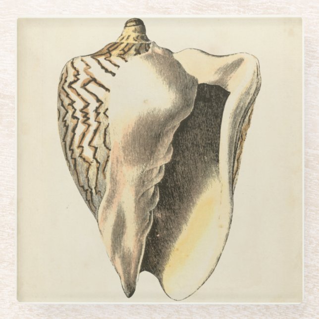 Vintage Sepia Conch-Muschel Glasuntersetzer (Vorderseite)