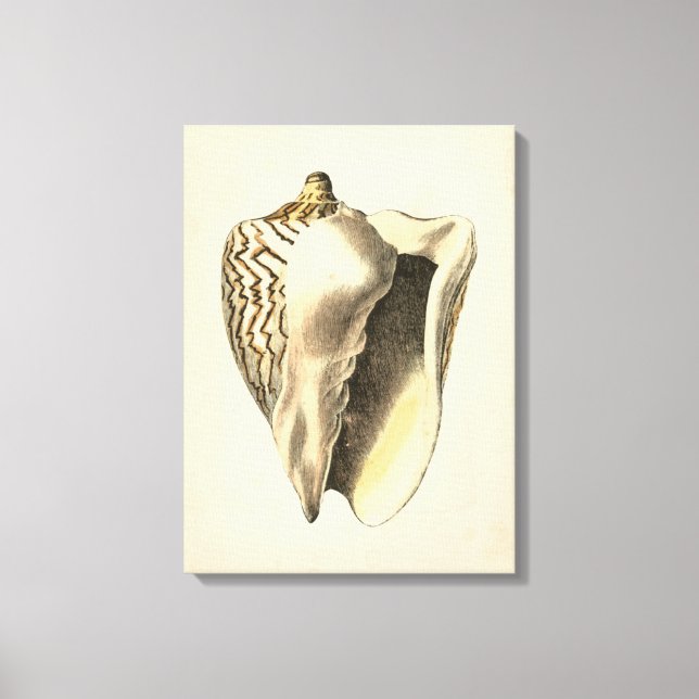 Vintage Sepia Conch-Muschel Leinwanddruck (Vorderseite)
