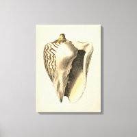 Vintage Sepia Conch-Muschel