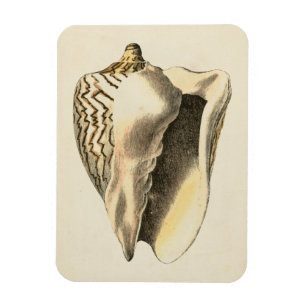 Vintage Sepia Conch-Muschel Magnet