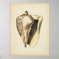 Vintage Sepia Conch-Muschel