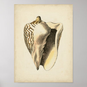 Vintage Sepia Conch-Muschel Poster