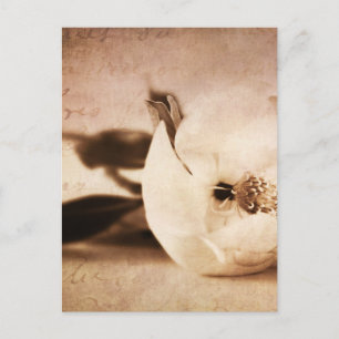 Vintage Sepia Magnolia Blume Blume Postkarte
