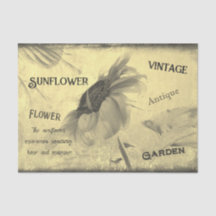 Vintage Sepia Tone Sonnenblume Ephemera Textur