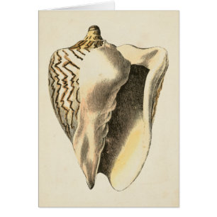 Vintage Sepia-Tritonshorn-Muschel