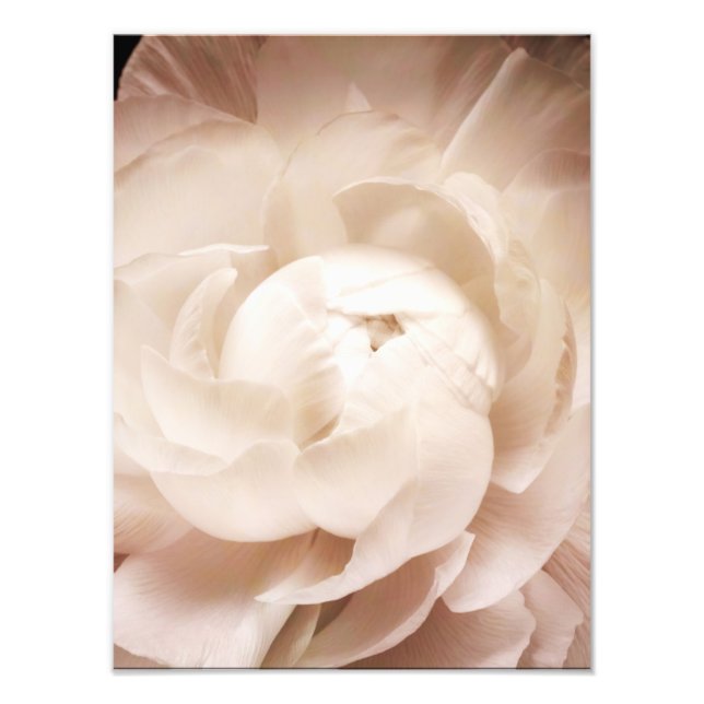 Vintage Sepia White & Cream Ranunculus Background Fotodruck (Vorne)