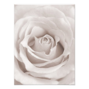 Vintage Sepia White & Cream Rose - kundenspezifisc Fotodruck