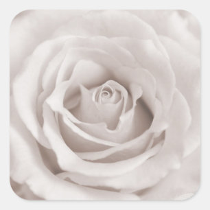 Vintage Sepia White & Cream Rose - kundenspezifisc Quadratischer Aufkleber