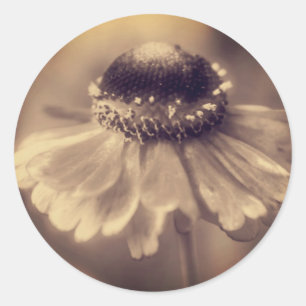 Vintage Sepia Zinnia-Blume Runder Aufkleber