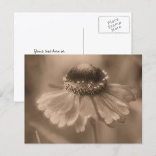 Vintage Sepia Zinnien-Blume Personalisiert Postkarte