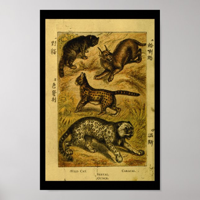 Vintage Serval Wilde Katze - Naturgeschichte Poster (Vorne)