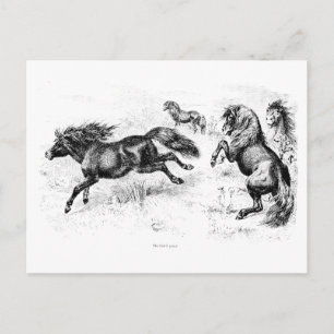 Vintage Shetland Ponys - 1800er Pferd und Pony Postkarte