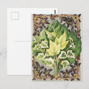 Vintage Shirley Hibberd Efeublätter Botanische Kun Postkarte