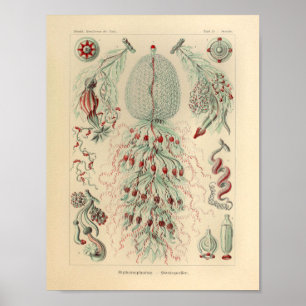 Vintage Siphonophorae-Farbe Ernst Haeckel Poster