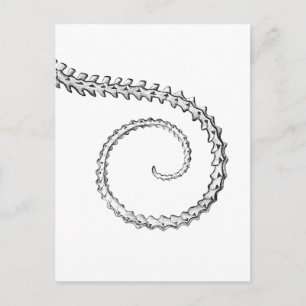 Vintage Skelett eines Eidechse Postkarte
