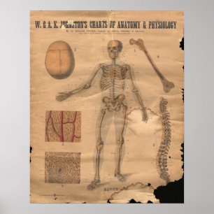 Vintage Skelett-Knochen Anatomie-Chart 1906 Poster