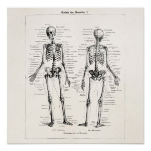 Vintage-Skelett-Menschliche Anatomie Knochen Schäd Poster