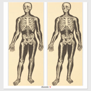 Vintage Skelettabbildungen, gereift Aufkleber