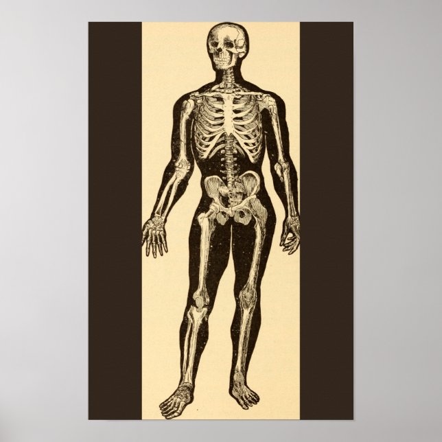 Vintage Skelettabbildungen, gereift Poster (Vorne)