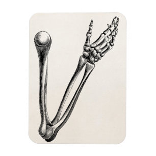 Vintage-Skelettarmknochen personalisiert Retro-Kno Magnet