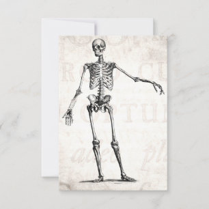 Vintage Skelettentrocknung 1800er Jahre Anatomie