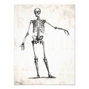 Vintage Skelettentrocknung 1800er Jahre Anatomie Fotodruck